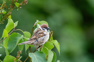 Eurasian tree sparrow (Passer Montanus) sitting sideways on a branch.