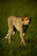Obraz premium Cheetah walks through grass in bright sunshine