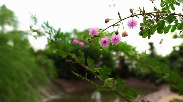 Flower on the tree during raining day, beautiful pink flower bloom, closeup trucking