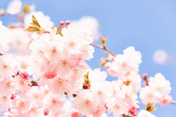Pink blooming sakura. Cherry blossom branch in bloom against blue sky. Spring background. Copy space, selective focus