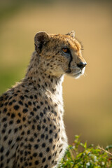Naklejka na ściany i meble Close-up of backlit cheetah sitting in profile