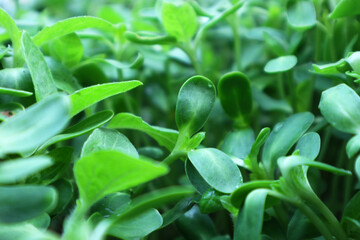 Sunflower seedlings in a beautiful plot