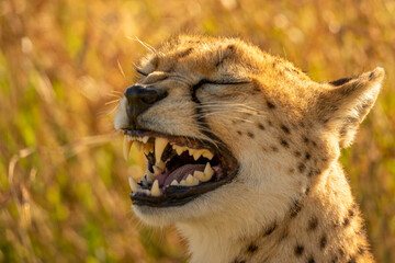 Close-up of backlit cheetah yawning in grass © Nick Dale
