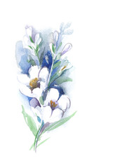 Watercolor White Flowers