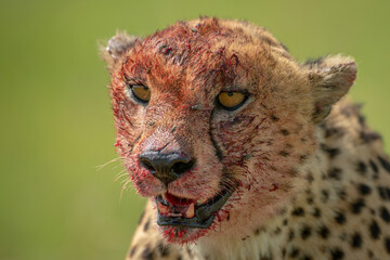 Close-up of bloodied cheetah with green background © Nick Dale