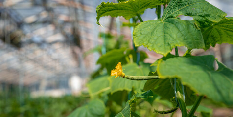 cucumbers plants growing in a greenhouse on an organic farm