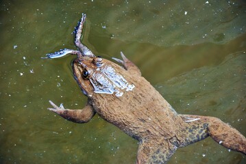 The big toad eats the small toad