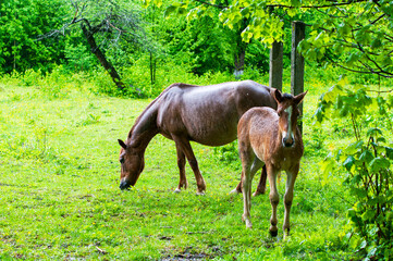 wild horse on a large meadow with beautiful scenery of blue sky and quiet at sunrise