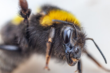 macro close up of bumblebee