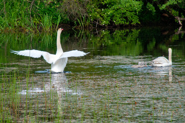 a white swan female with small swans swims in a pond
