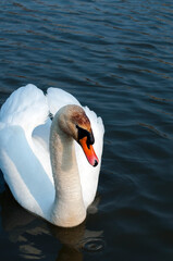 White majestic swan swim ahead in rippling water. Mute Swan the middle of the water. Drops on wet head. Smooth background