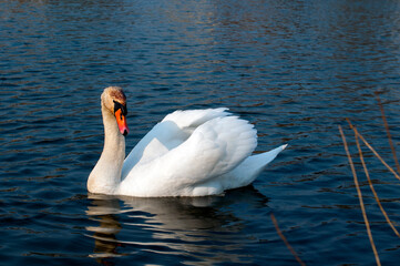 Naklejka premium White majestic swan swim ahead in rippling water. Mute Swan the middle of the water. Drops on wet head. Smooth background