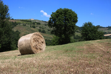 Sulle colline modenesi, rotoballe nei campi sotto il cielo azzurro in una giornata di inizio estate