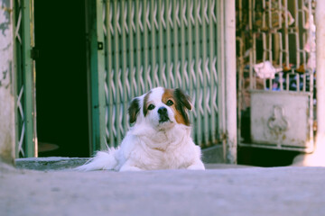 Cute pet sit on slope of path front of house, dog face so lovely