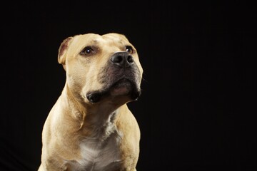 American staffordshire  terrier dog isolated on black background