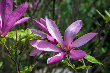 Inflorescence on liliiflora magnolia tree on a background of trees in the park
