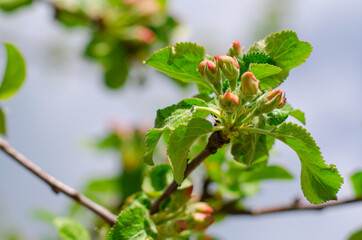 Blooming branch of an Apple tree against the blue sky. Beautiful natural background with flowers.