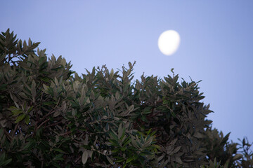 moon in the sky