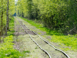 a cross-country railway in a swampy forest,.bog development, unclear close-up