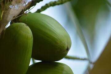 coconut tree with coconut