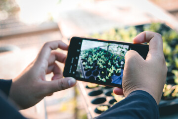 Someone takes a picture of a banana plant with their mobile phone. Focus on the phone. Concept: photographing