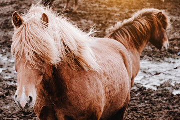 Icelandic horses graze in the field. Close-up. Beautiful red hair and long shaggy bang. Livestock and pastoralism. Farm. A rare unique breed.