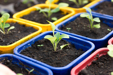 Small sprouts of plants in the ground
