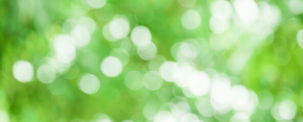 Abstract natural green bokeh background. Panoramic view, copy space.