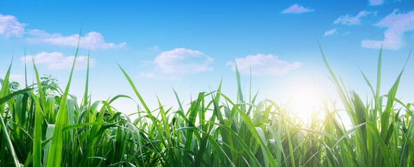 Spring and grass background. Spring summer background with fresh green grass and blue sky in nature. Panoramic view, copy space.