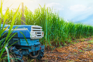 blue tractor in  farm napier grass. Tractor working on the farm in the morning. a farmer working in the field,