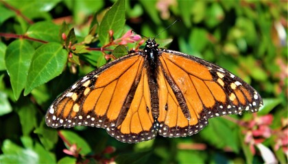 monarch butterfly on flower