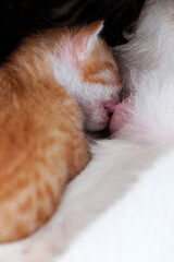 new born kitten breastfeeding from mother cat on floor