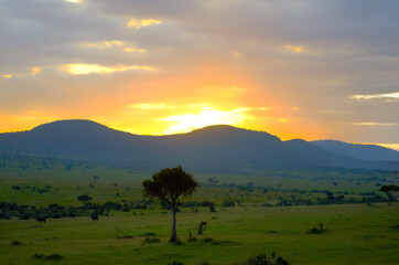 Sunrise in african savanna, Masai Mara national park, Kenya, Africa
