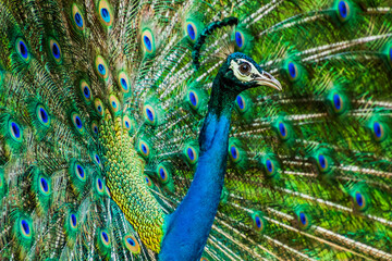 Obraz premium An Indian male peacock dancing 
