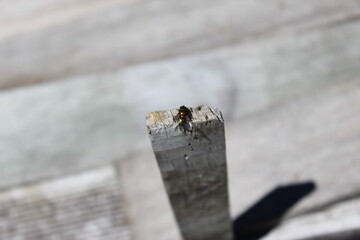 fly on a wooden stick