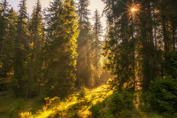 Sunlight going through forest making beautiful shadows and mystical atmosphere.