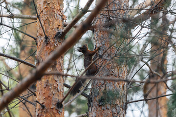 Red squirrel on a tree trunk. Animal in the wild.