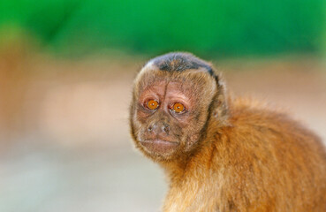 Capucin monkey