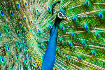 Fototapeta premium An Indian male peacock dancing 