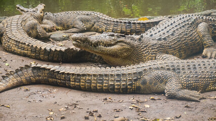 The Giant Crocodile