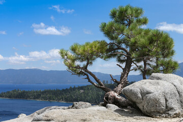 Spruce, growing from a rock, against the background of Lake Tahoe and mountains.