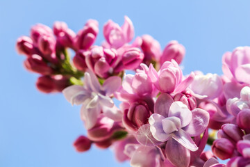Flowering branch of lilac on a background of blue sky in spring garden © OLAYOLA