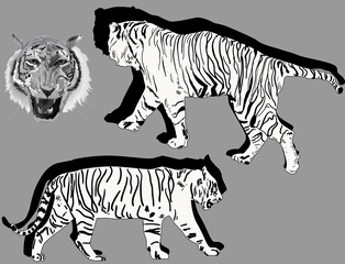 tigers with shadows isolated on grey background
