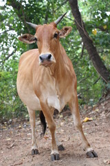 cow in the jangle
