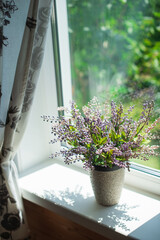 Purple flowers in a pot on a windowsill with beige curtain. Summer mood of nature.