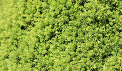 Canadian spruce Picea glauca Conica. White spruce. Decorative coniferous evergreen tree in spring. Natural background