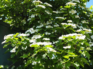 Kalina flowers. Viburnum opulus In Russia the Viburnum fruit is called kalina viburnum and is considered a national symbol. Kalina derived from kalit 'or raskalyat', which means to make red-hot .