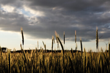 Obraz premium Kornfeld in der Abendsonne, Ackerbau in Deutschland und Europa Bio-Bauern Getreide im Gegenlicht