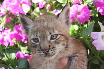 bobcat and flowers
