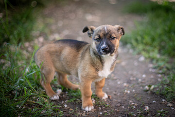 Puppy with spring foliage bokeh